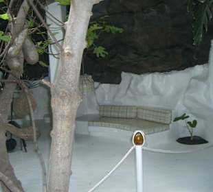 Wohnraum mit Feigenbaum