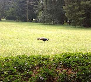 Park Łazienkowski  - paw