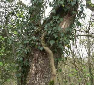 Wanderung rund um das Rusenschloss Gerhausen