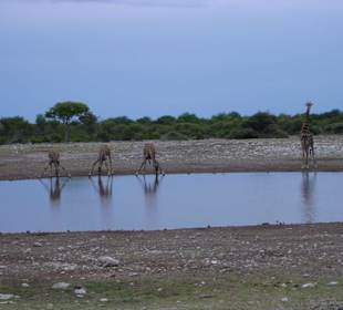Giraffen