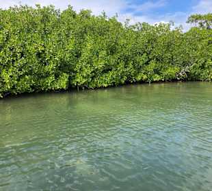 Mangrovenlagune
