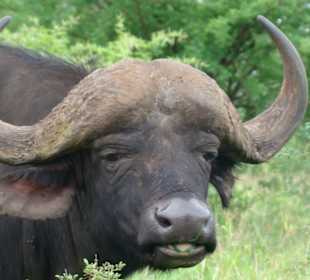 The Reserve host the BIG 5, including Buffalo African Spirit