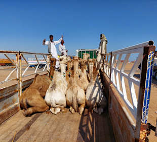 Kamelmarkt El Shalateen