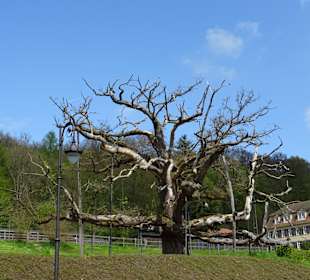 Königseiche