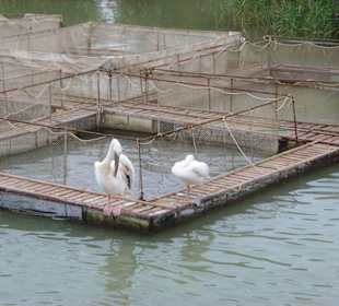 Die zwei Fischbewacher sind immer da