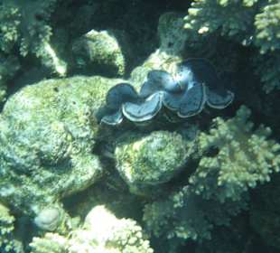 Riesenmuschel Tridacna squamosa