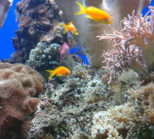 Tolle Farben und gepflege Becken