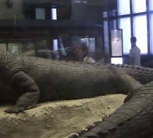 Naturhistorisches Museum