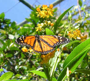Motyle w parku są przepiękne