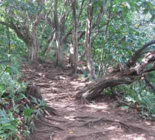 Wurzelschlangen auf dem steilen Pipiwal Trail