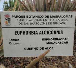 Parque Botánico de Maspalomas 13-02-2013