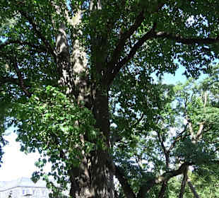 Schlosspark Hohenheim