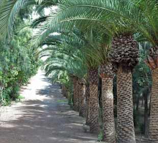 Eindrücke von der Wanderung durch den Palmenhain