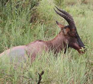 Topi Antilope