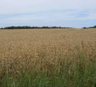 Sonnenaufgangs-Rundwanderung Rübgarten