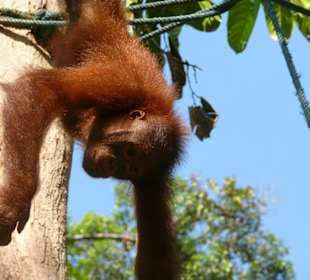Orangutan