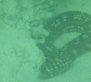 Riesige Meeresgurke mit Tentakeln