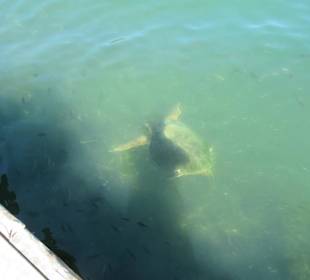 Fische und Schildkröten