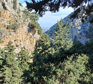 Palio Pyli