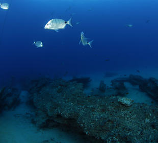 Grosses Muränenriff