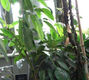 Tropicarium