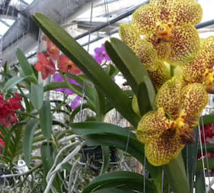 Orchideen Zentrum Celle