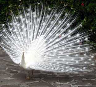 Weißer Pfau in seiner ganzen Pracht