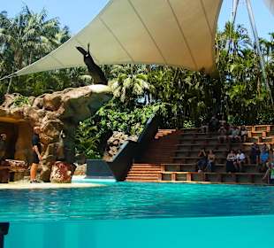 Loropark, Seelöwe Springt ins Wasser