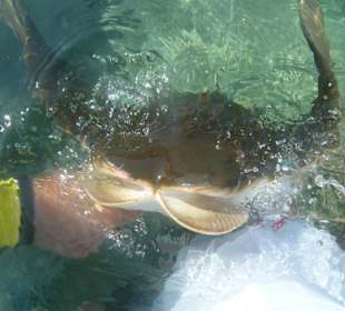 Rochen füttern im Aquaventure