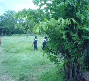 Parco