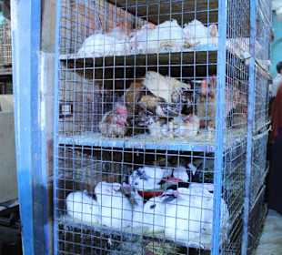 Targ warzyw i owoców, są też zwierzątka