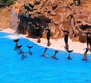 Loro - Park Delfin-Show