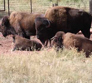 Bear Country Rapid City