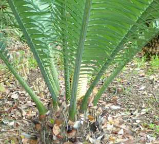 Botanischer Garten