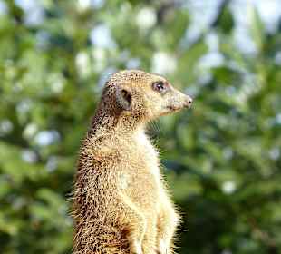 Was gibts denn da zu sehen?