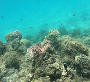 Tauchbasis Tauchen unter Freunden