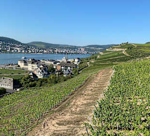 Wandern Rüdesheim am Rhein