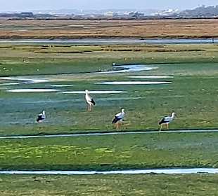 Parque Natural da Ria Formosa