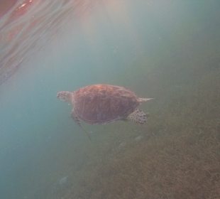 Schnorcheln Caribbean World Resorts Soma Bay