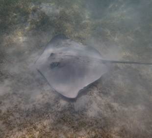 Stechrochen in der Lagune