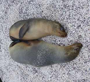 Viele Seelöwen teilweise mit Jungtieren