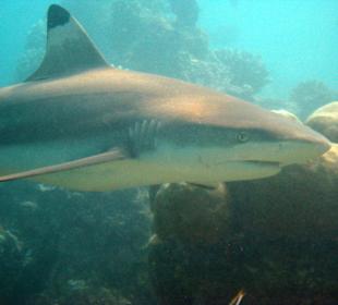 Schwarzspitzen-Riffhai
