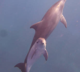 Delfine mit Baby...wunderschön!