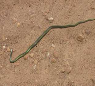 Grüne / vielleicht / Mamba