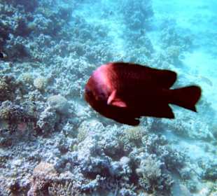 Einmalige Korallenwelt am Strand