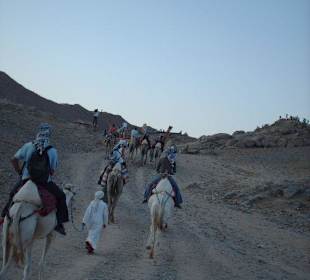 Parcours à dos de chameaux durant le Quad Safari