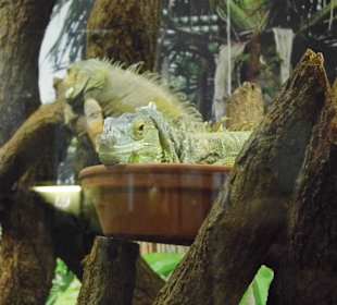 WildparkImpression September 2013