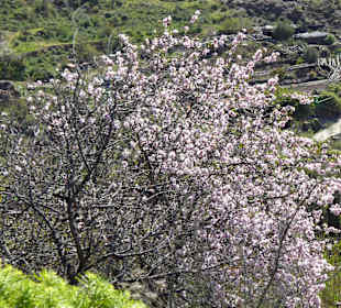 Auch blühende Mandelbäume sieht man