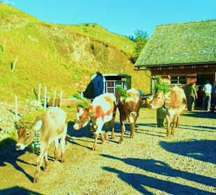 Alpabtrieb / Mellau / Vorarlberg Österreich 