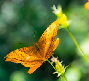 Wunderschöne Schmetterlinge